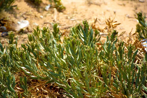 沙特阿拉伯利雅得沙漠植物 — 图库照片