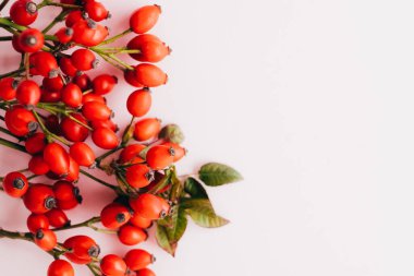 Rose hips beyaz zemin üzerine