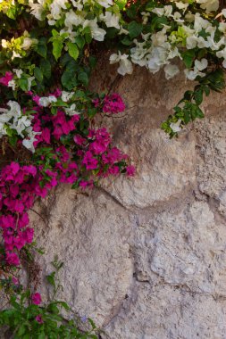 Güzel Bougainvillea çiçekleri eski duvarda