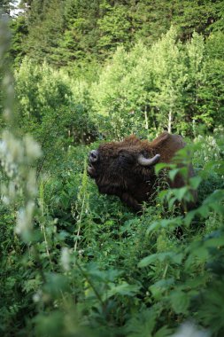çayır çim yeme Avrupa bizonu