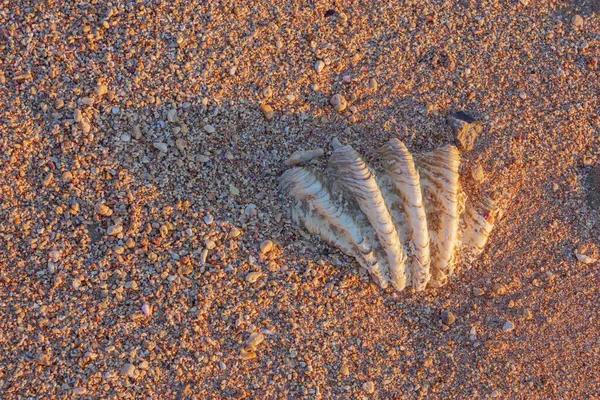 Sea Shell Stranden Vid Solnedgången — Stockfoto