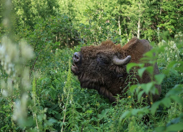 Bison or Buffalo. Wild dangerous animal with big horns in forest