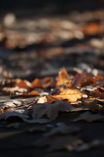 Fallen Leaves Lie Road — Stock Photo, Image