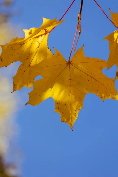 秋天枫叶在水里 天然背景 秋天的大气图像 秋天的概念 — 图库照片