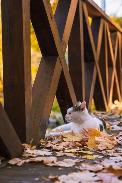 Gatto Trova Foglie Autunno Pensi Qualcosa Osserva Vita Rilassati Recinzione — Foto Stock