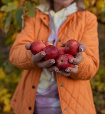 Bahçeden taze elma topla. Topraklama