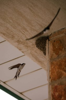 Sineği yut. Kırlangıç yuvası. Martlet