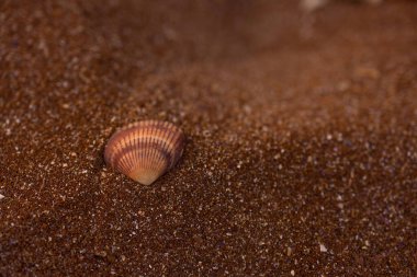 Sahilde deniz kabuğu. Kumun üzerinde.