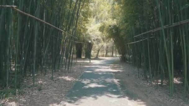 Passeggiando Attraverso Foresta Bambù Verde Una Luminosa Giornata Sole Filmati — Video Stock