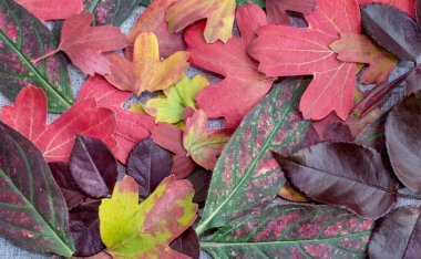 Sonbahar yaprakları, farklı renklerde, farklı bitkilerden, rastgele dağılmış.