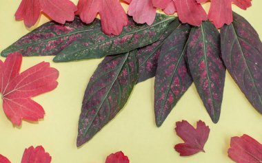 Kırmızı yapraklar tüm yüzey boyunca rastgele sıralanır, pembe lekeli yeşil yapraklar birbirine yakın yatar, arkaplan kağıttan bir desenle sarıdır.