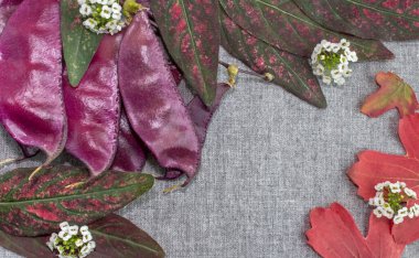 Sonbahar yaprakları ve küçük beyaz çiçekleri olan mor renkli fasulye kapsülleri, her şey gri bir arkaplanın köşesinde, kumaş dokusuyla yer alır.