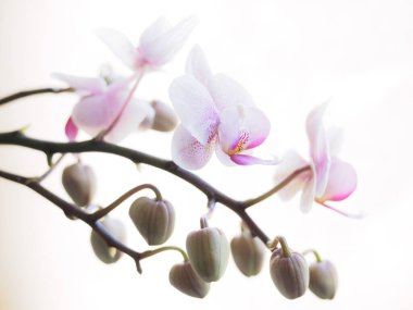 Neredeyse beyaz bir taşralıya karşı çiçek açan bir orkide.