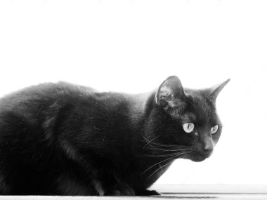 Yeni Orman midillileri öğleden sonra güneşinde otluyor..