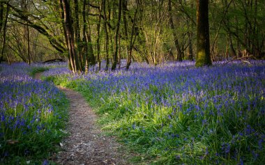 Çan çiçekleri arasında yol