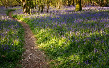 Baharın sonlarında Sussex 'te orman İngiliz çan çiçekleri ile doludur. Bu yıl güçlü bir yıldı. Ama renklerini sadece birkaç haftalığına kullanabiliyorlar..
