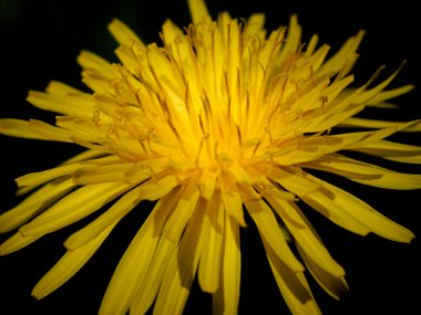 Normalde istenmeyen bir ot olarak kazıp çıkardığımız çiçekteki renk ve şekilleri göstermek için koyu bir arkaplanda bulunan bir karahindiba kafası..