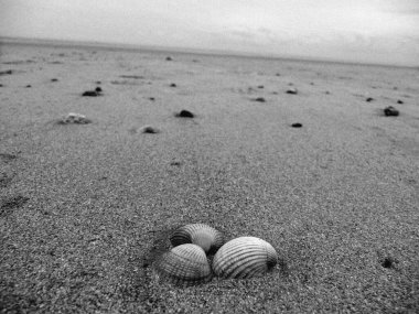 The receeding tide has left shells scattered on the beach at Camber Sands in East Sussex. clipart