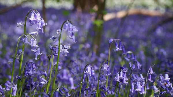 Here Sussex Late Spring Time Woods Full English Bluebells Year — Stockfoto