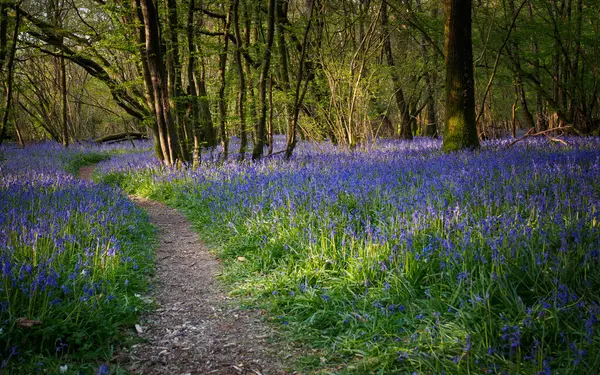 Sti Gennem Bluebells - Stock-foto