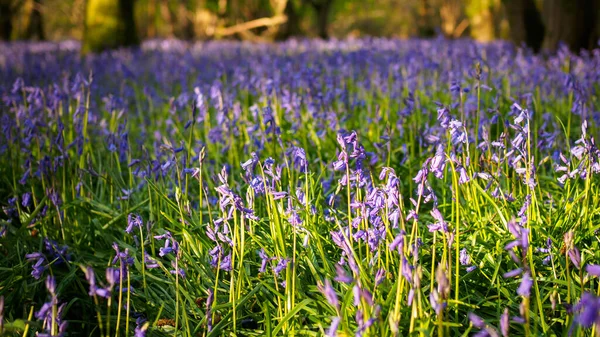 Here in Sussex late in Spring time the woods are full of English bluebells, this year has been a strong year but as ever they only bring their colour to use for a few short weeks.