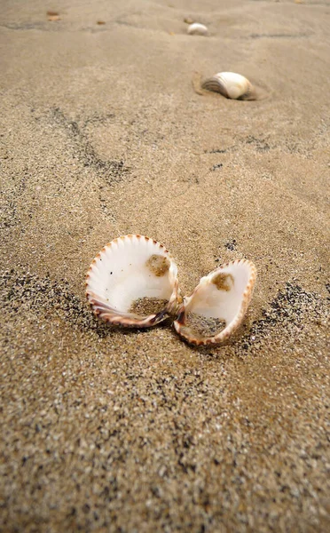 Receeding Tide Has Left Shells Scattered Beach Camber Sands East — Stock Photo, Image