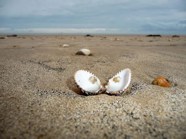 Receeding Tide Has Left Shells Scattered Beach Camber Sands East — Stock Photo, Image