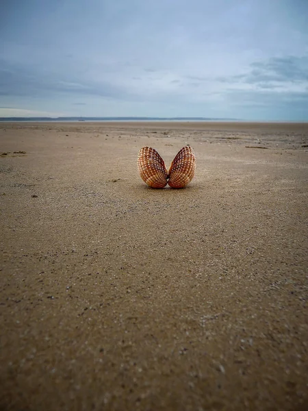 Receeding Tide Has Left Shells Scattered Beach Camber Sands East — Stock Photo, Image