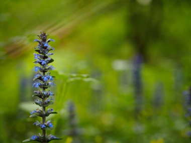 Ajuga reptans naneli bir bitkidir. Kahverengi borazan ve havyar da dahil olmak üzere bir sürü yaygın adı vardır. Ama daha önce hiç fark etmemiştim., 