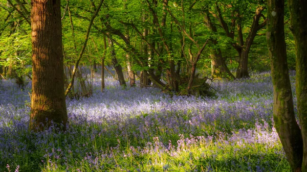 Blauglocken Gibt Den Wäldern Rund Sussex Dieser Jahreszeit Reichlich Aber — Stockfoto