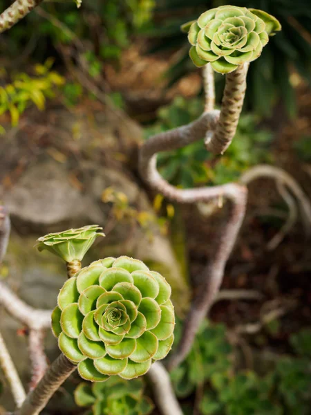 Aeonium Arboreum, when it gets leggy but still displaying it\'s rosettes of leaves