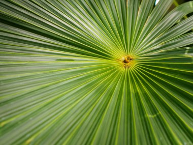 Bir palmiye yaprağı.