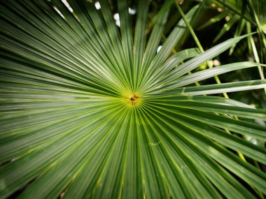 Bir palmiye yaprağı.