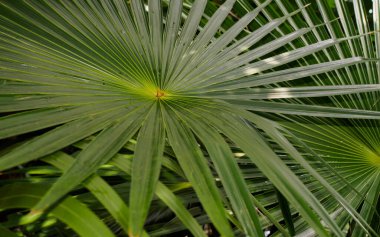 Bir palmiye yaprağı.