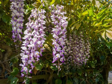 Bahar mevsiminin sonunu simgeleyen Wisteria çiçekleri