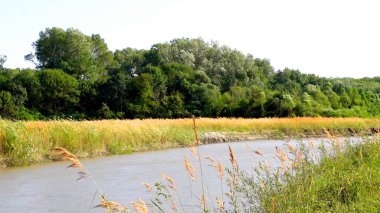 Küçük bir nehrin kıyısında yoğun bir bitki örtüsü, ağaçlar ve buğday başakları