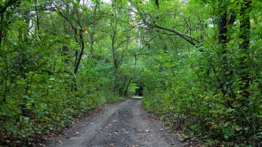 Ormandaki yol, sık yeşil bitki örtüsü çevresi, yaz Çeçen Cumhuriyeti
