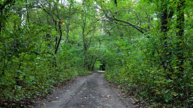 Ormandaki yol, sık yeşil bitki örtüsü çevresi, yaz Çeçen Cumhuriyeti