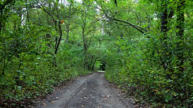 Ormandaki yol, sık yeşil bitki örtüsü çevresi, yaz Çeçen Cumhuriyeti