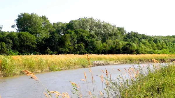 小さな川のほとりの密な植生 木や小麦の耳 — ストック写真