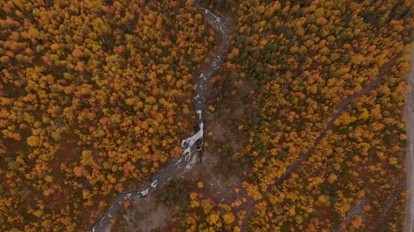 Drone Utsikt Över Floden Höst Landskap Gulnade Träd — Stockfoto