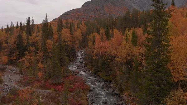 Осінній Пейзаж Жовті Дерева Хвойні Породи Гірська Річка Скеля — стокове фото