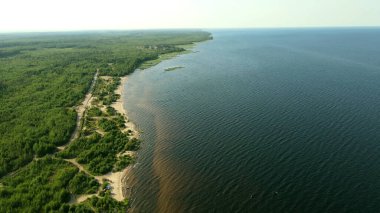 Ladoga Gölü 'nün kumlu kıyısı, karanlık su, yoğun bitki örtüsü, ağaçlar.