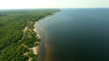 Ladoga Gölü 'nün kumlu kıyısı, karanlık su, yoğun bitki örtüsü, ağaçlar.