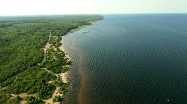 Ladoga Gölü 'nün kumlu kıyısı, karanlık su, yoğun bitki örtüsü, ağaçlar.