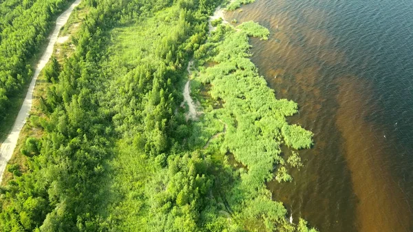 Vegetazione Densa Sulle Rive Del Lago Ladoga Acqua Scura Estate — Foto Stock