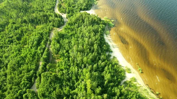 Vegetazione Densa Sulle Rive Del Lago Ladoga Acqua Scura Estate — Foto Stock