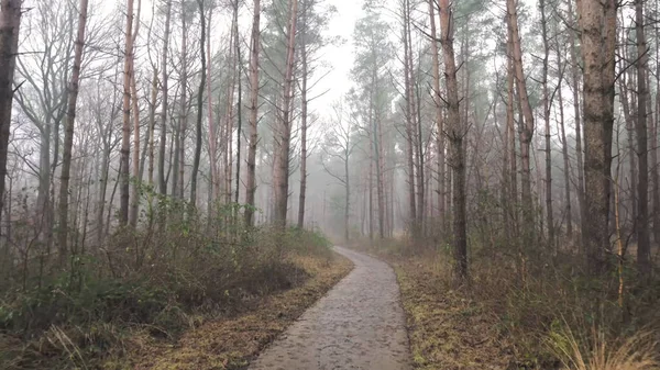 Gloomy road in the forest, bare trees, cloudy weather