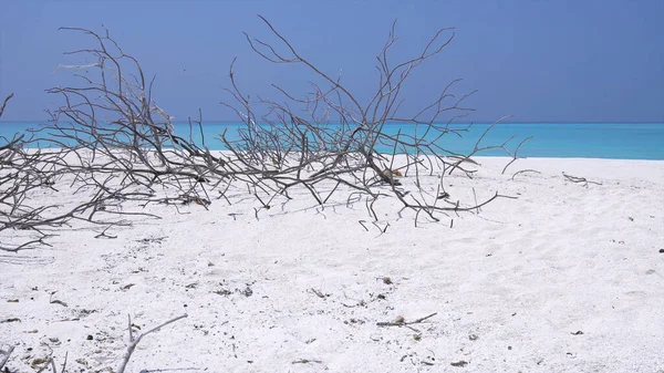 一个地区荒凉的风景 沙滩上干枯的枝条 免版税图库照片