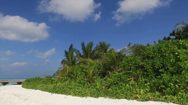 Kumlu Okyanus Kıyısında Yemyeşil Palmiye Ağaçları — Stok fotoğraf